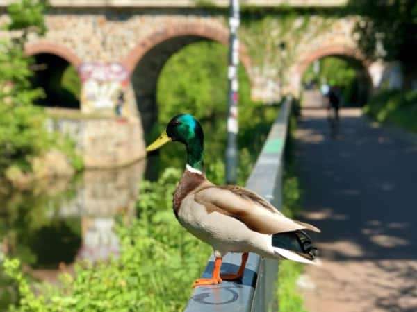 Scuddy Tour am Karl Heine Kanal entlang