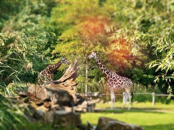 Giraffen - zu sehen vom Zoschaufenster Leipzig